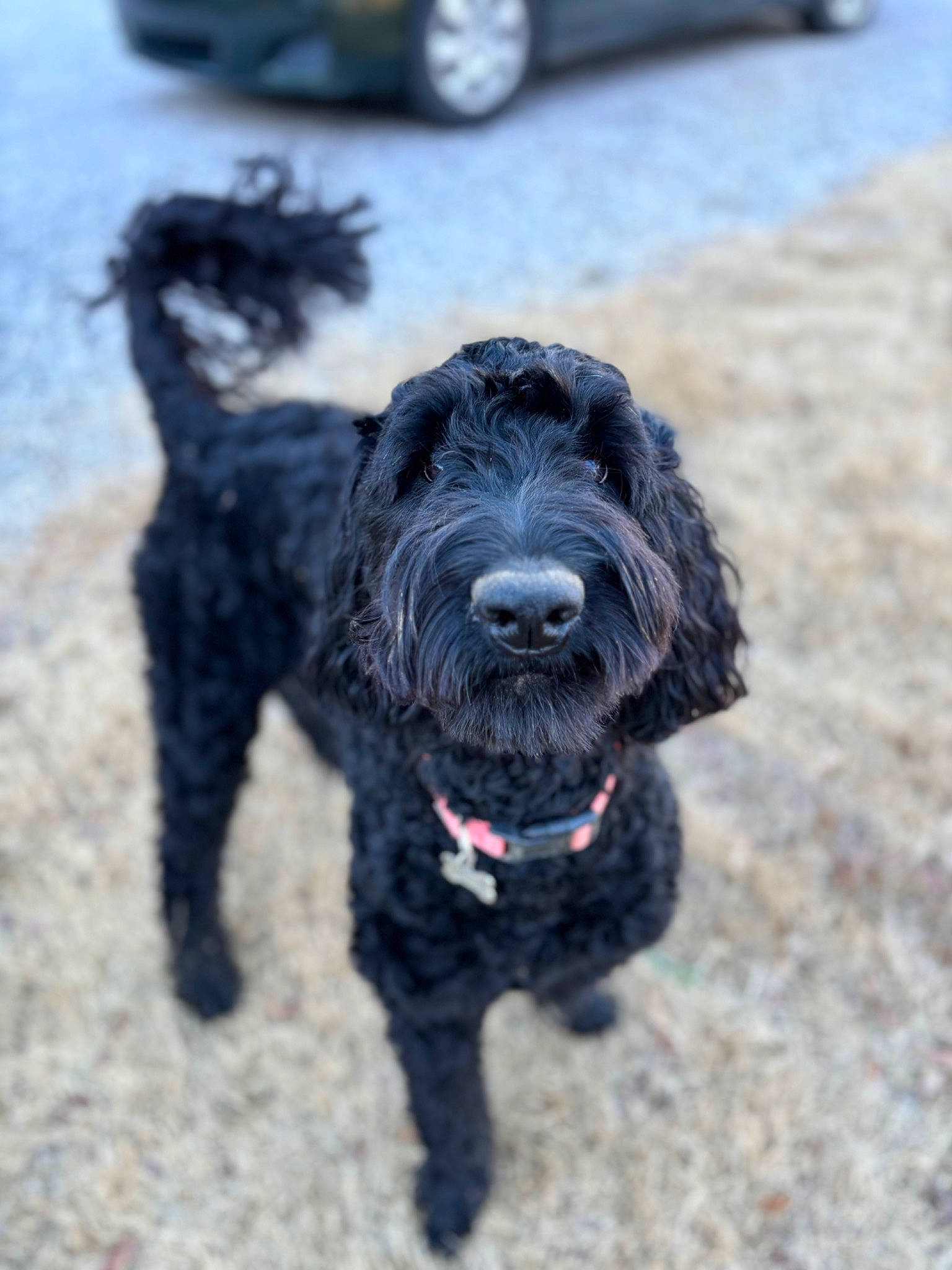 Precious is registered to the contest to win money with this photo: carnivore, collar, companion_dog, dog, dog_breed, dog_collar, fur, hubcap, labradoodle, poodle, portuguese_water_dog, schnauzer, spaniel, sporting_group, terrier, tire, toy_dog, water_dog, wheel, working_animal