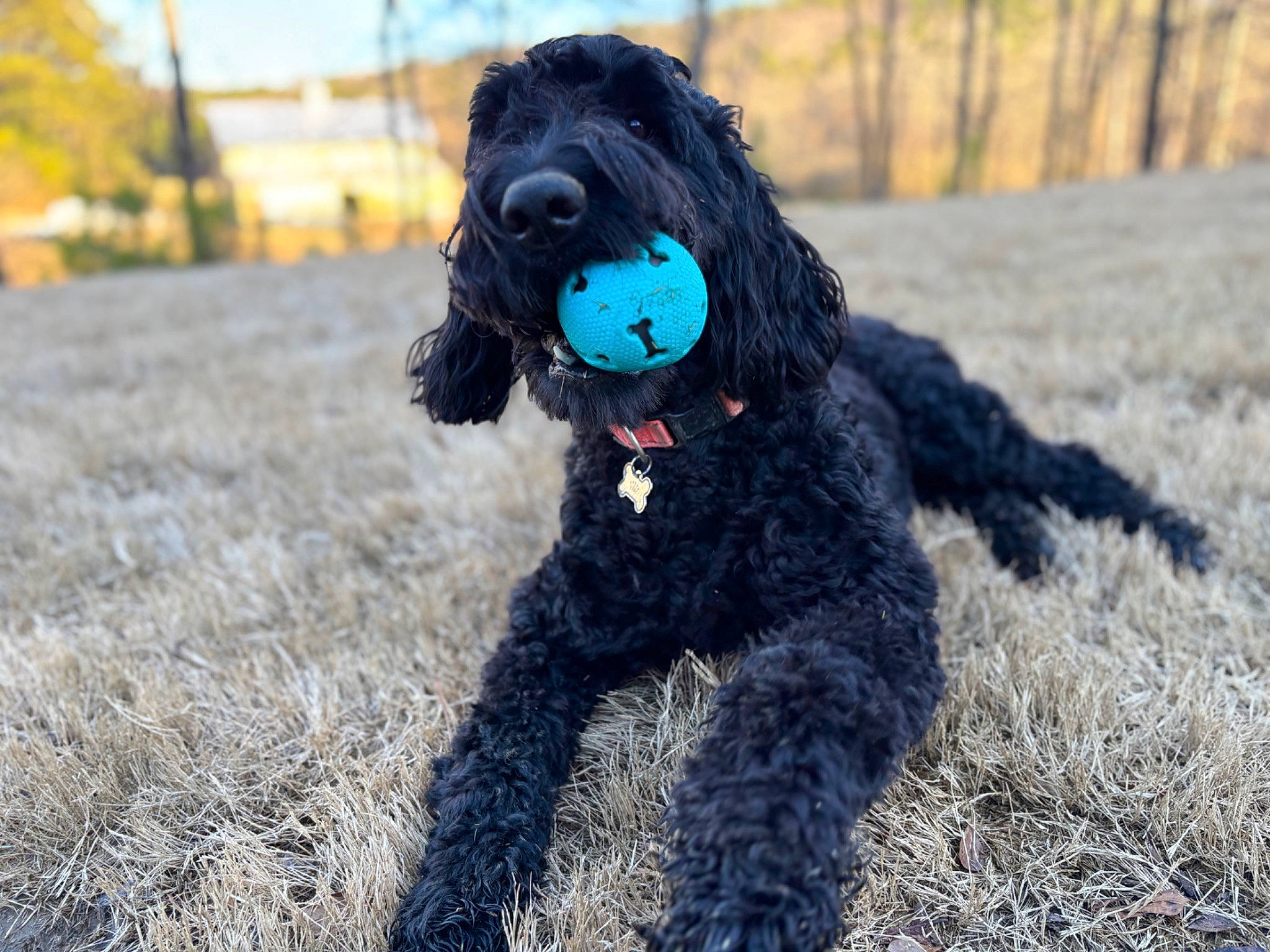 Precious is registered to the contest to win money with this photo: canidae, carnivore, collar, companion_dog, dog, dog_breed, dog_collar, dog_supply, fur, grass, liver, sky, snout, sporting_group, tail, terrier, toy_dog, tree, water_dog, working_dog