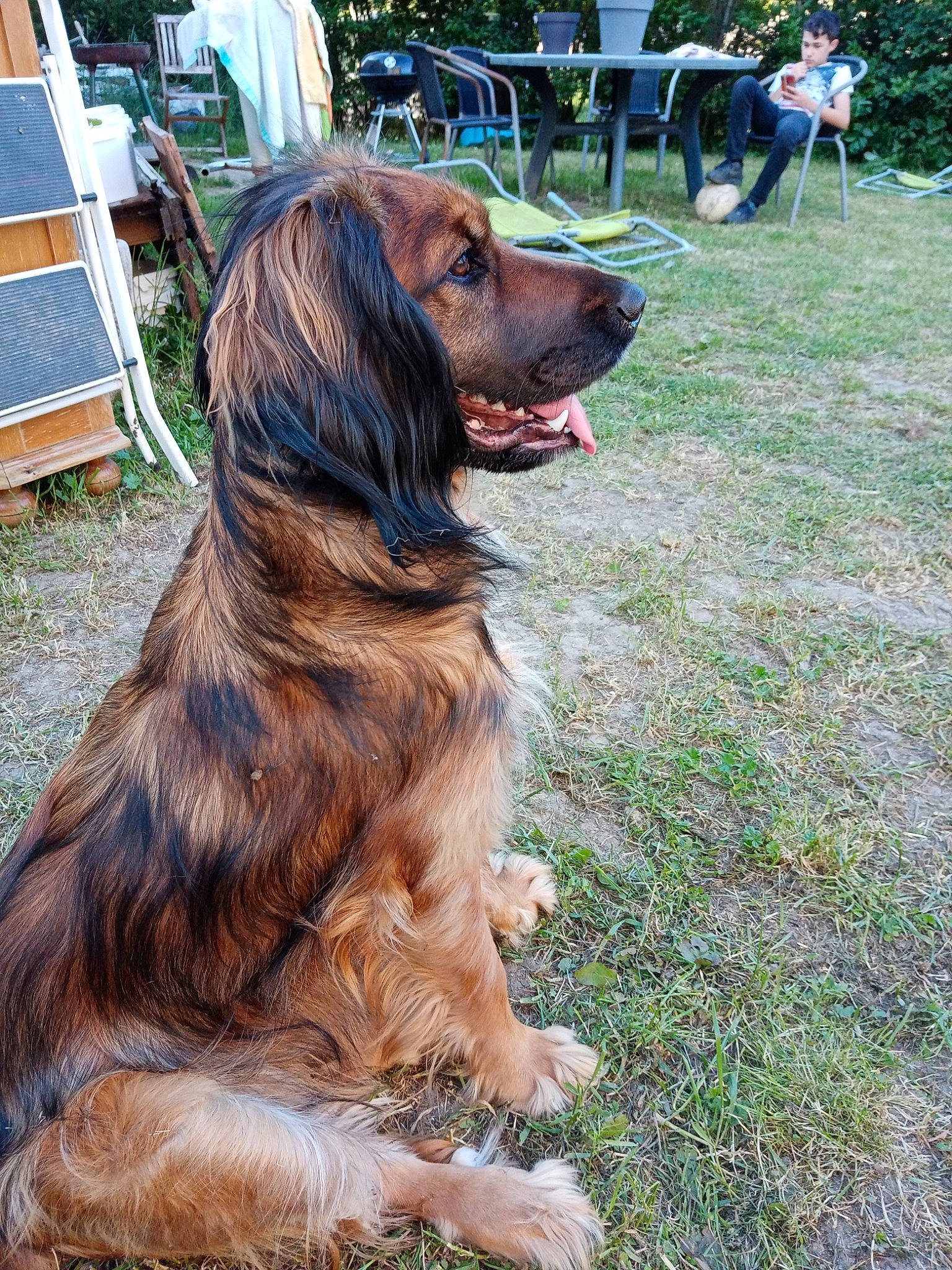 Roupie participe au concours pour gagner de l'argent avec cette photo : ancient_dog_breeds, canidae, carnivore, chair, companion_dog, dog, dog_breed, fawn, fur, gaddi_kutta, grass, guard_dog, hunting_dog, liver, outdoor_furniture, plant, snout, sporting_group, working_dog