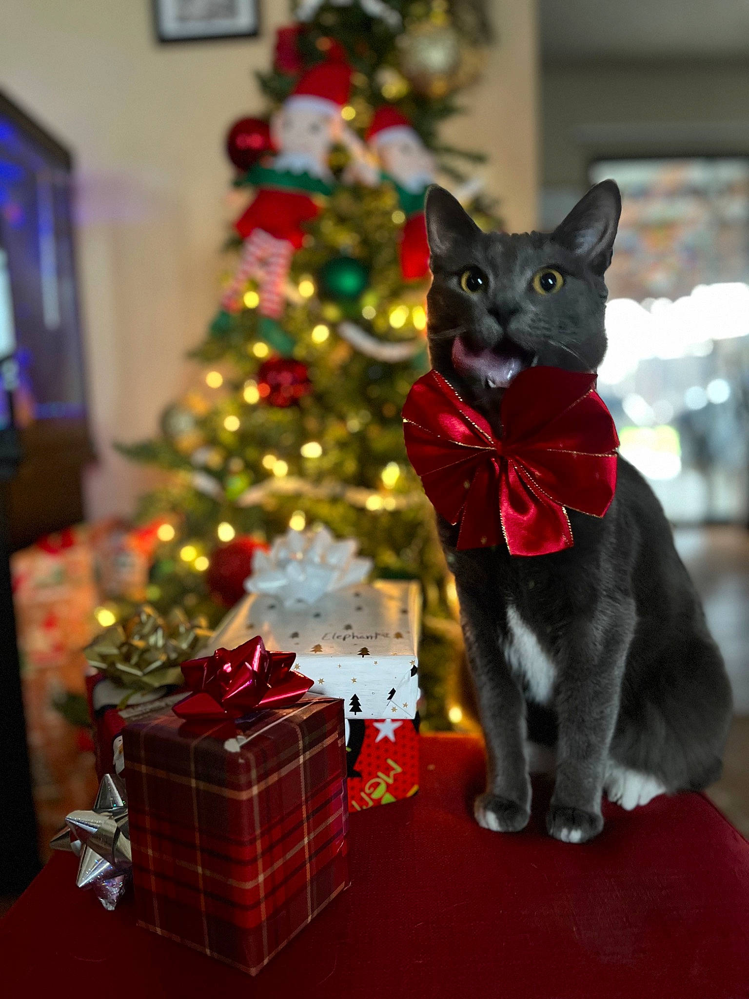 Sokka joined the competition — help win amazing prizes! carnivore, cat, christmas, christmas_decoration, christmas_ornament, christmas_tree, event, felidae, holiday_ornament, light, ornament, plaid, plant, red, small_to_medium_sized_cats, tartan, tree, whiskers, window, woody_plant