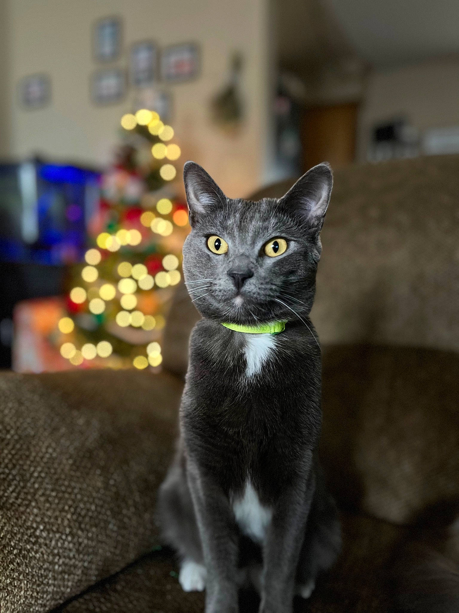 Sokka is registered to the contest to win money with this photo: black_cat, carnivore, cat, domestic_short_haired_cat, event, felidae, fur, grey, holiday, sitting, small_to_medium_sized_cats, snout, tail, whiskers