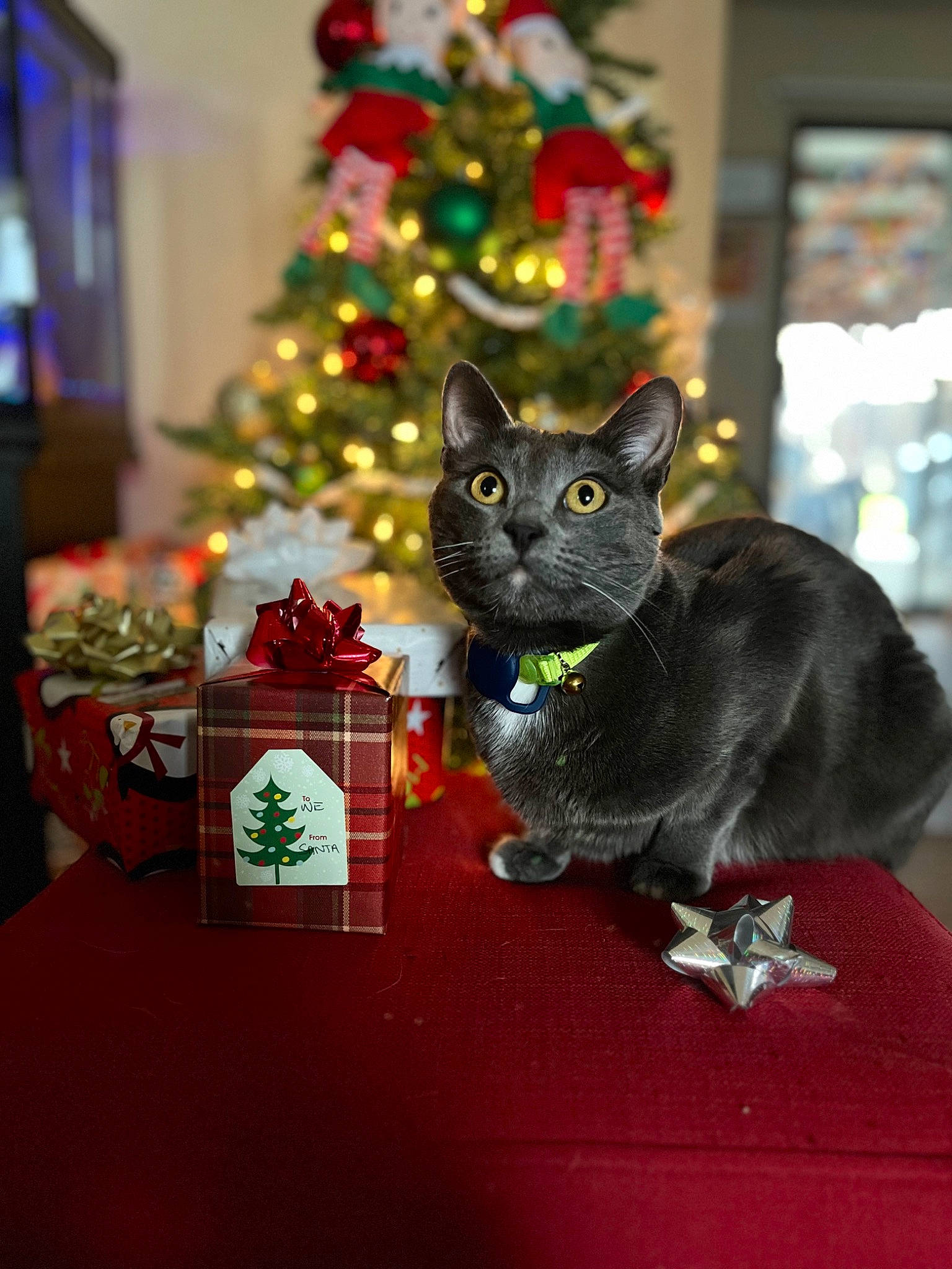 Sokka joined the competition — help win amazing prizes! bombay, carnivore, cat, christmas, christmas_decoration, christmas_ornament, christmas_tree, conifer, domestic_short_haired_cat, event, felidae, holiday, holiday_ornament, ornament, plant, small_to_medium_sized_cats, toy, tree, whiskers, window