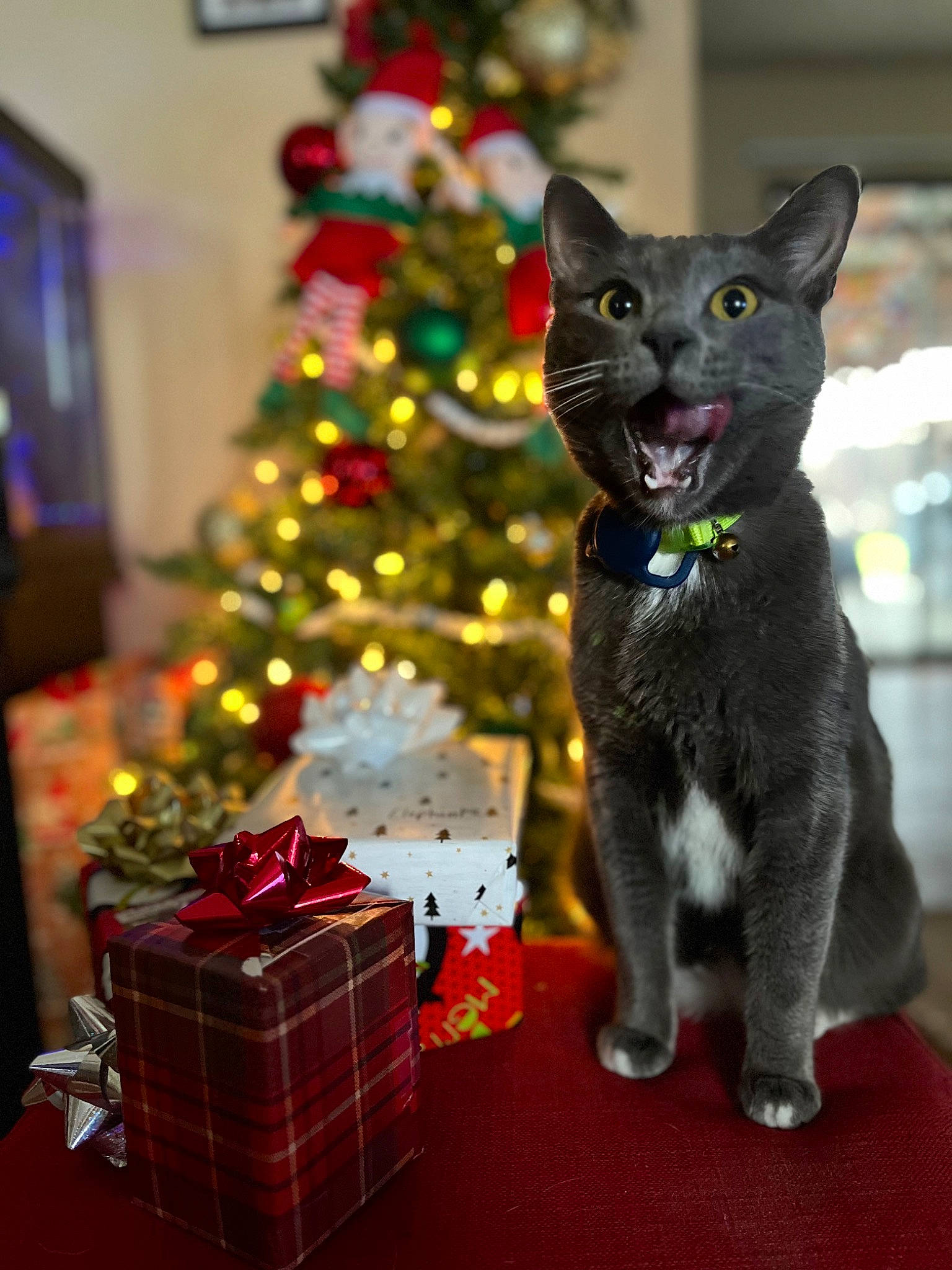 Sokka joined the competition — help win amazing prizes! carnivore, cat, christmas, christmas_decoration, christmas_ornament, christmas_tree, conifer, decoration, domestic_short_haired_cat, event, felidae, holiday, light, plaid, plant, small_to_medium_sized_cats, tail, tartan, tree, whiskers