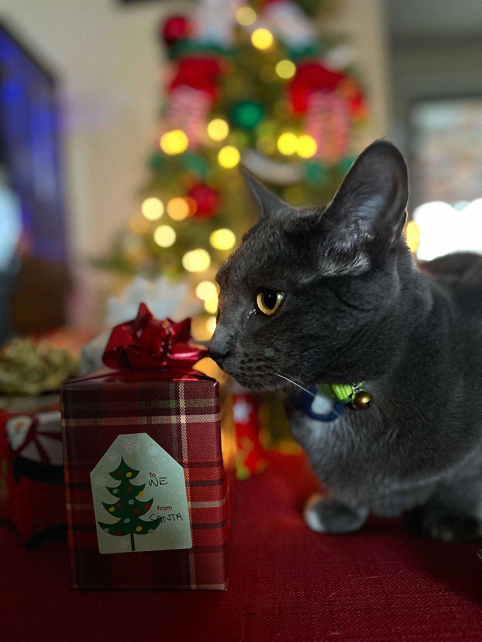 Sokka joined the competition — help win amazing prizes! bombay, carnivore, cat, christmas, christmas_decoration, christmas_ornament, christmas_tree, collar, conifer, domestic_short_haired_cat, event, felidae, fur, holiday, interior_design, ornament, plant, small_to_medium_sized_cats, tail, whiskers