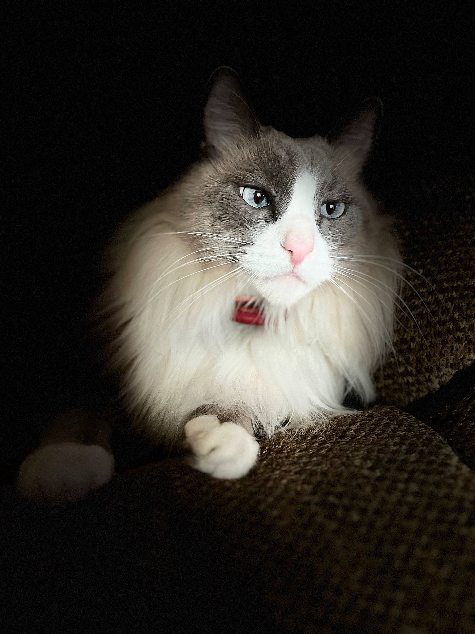 Cerulean is registered to the contest to win money with this photo: art, british_longhair, carnivore, cat, darkness, felidae, fur, monochrome_photography, paw, sitting, small_to_medium_sized_cats, snout, tail, whiskers