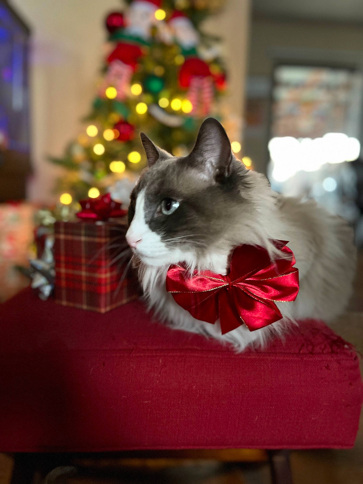 Cerulean is registered to the contest to win money with this photo: box, carnivore, cat, christmas, christmas_decoration, christmas_ornament, christmas_tree, conifer, event, felidae, fur, holiday, holiday_ornament, interior_design, ornament, pet_supply, small_to_medium_sized_cats, tail, tree, whiskers