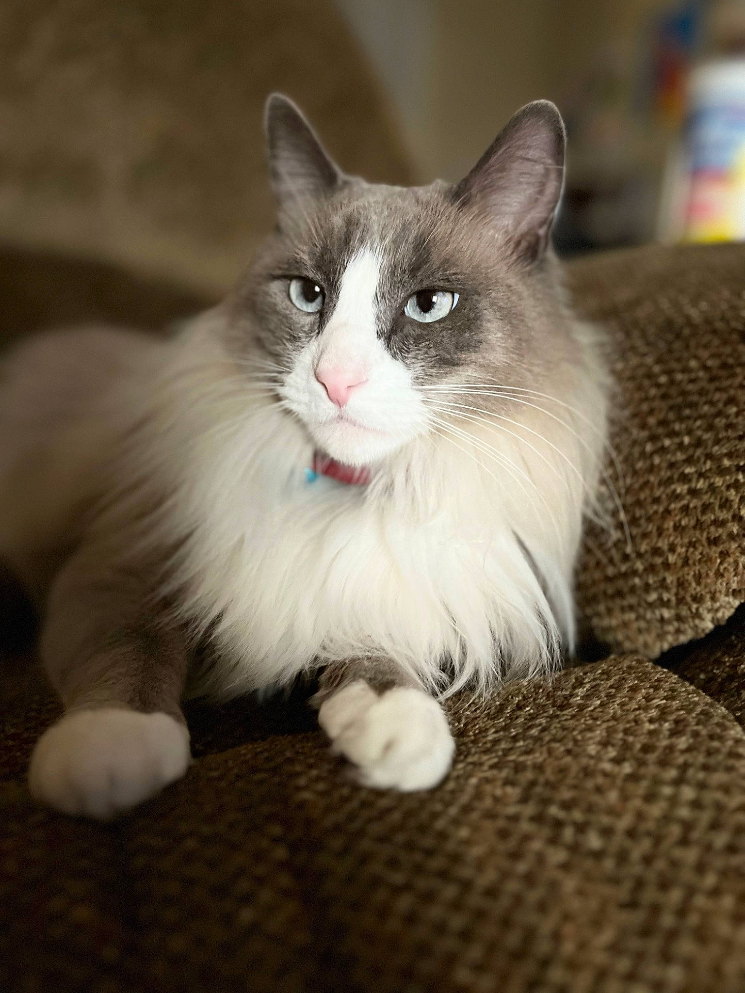 Cerulean is registered to the contest to win money with this photo: box, british_longhair, carnivore, cat, claw, domestic_short_haired_cat, eye, fawn, felidae, foot, fur, paw, ragdoll, sitting, small_to_medium_sized_cats, snout, tail, terrestrial_animal, whiskers