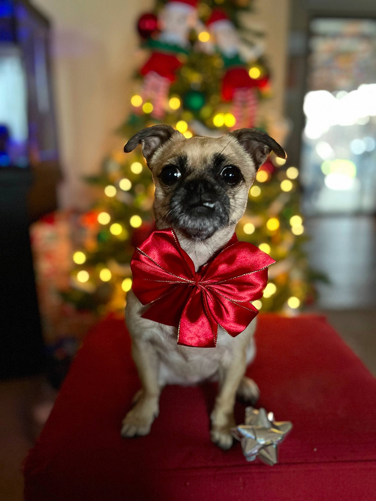 Luna joined the competition — help win amazing prizes! canidae, carnivore, christmas, christmas_decoration, christmas_ornament, christmas_tree, companion_dog, dog, dog_breed, dog_supply, event, fashion_accessory, fawn, hat, holiday, ornament, party_hat, party_supply, snout, sporting_group
