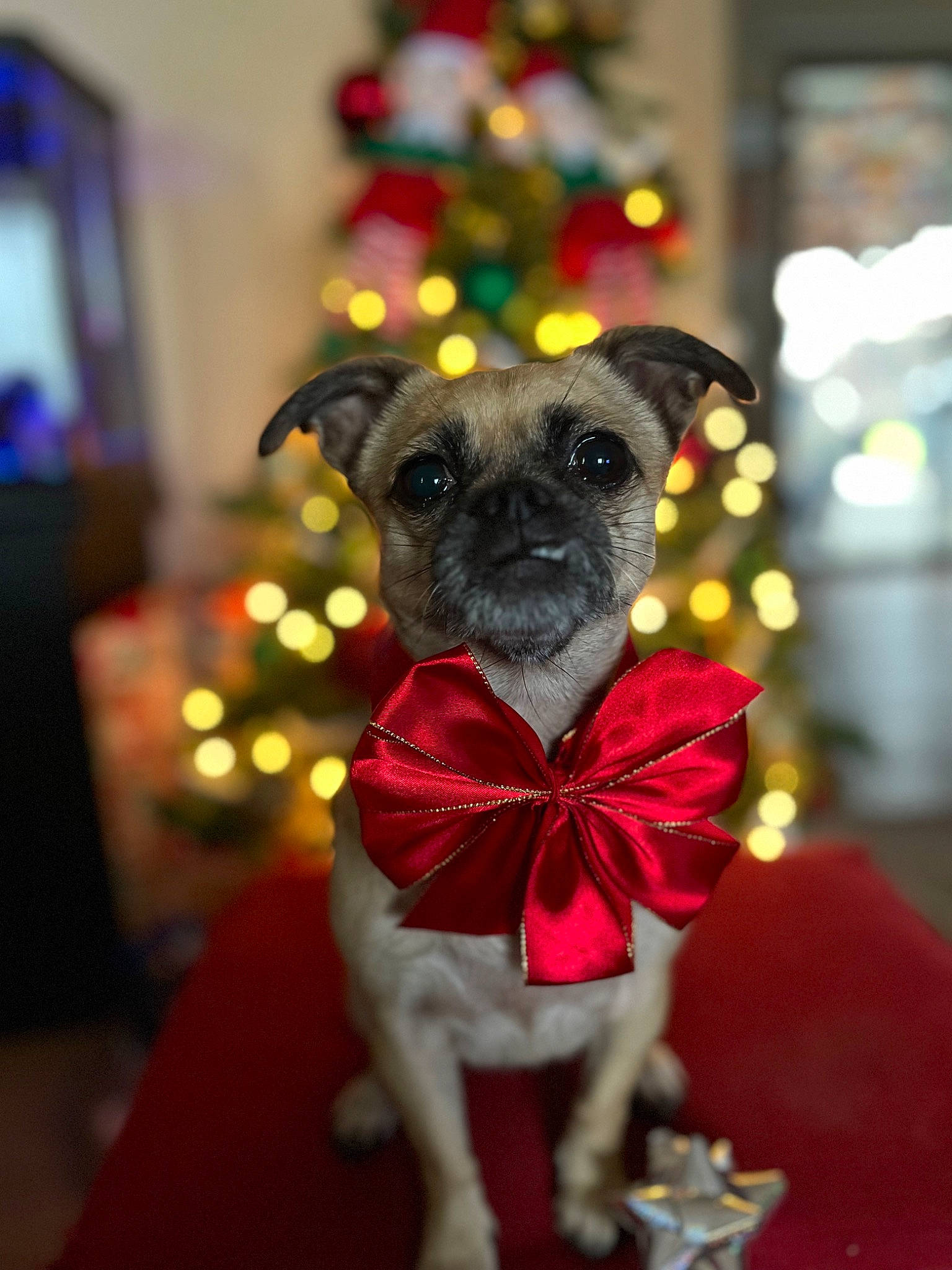 Luna joined the competition — help win amazing prizes! carnivore, christmas, christmas_decoration, christmas_tree, collar, companion_dog, dog, dog_breed, dog_collar, dog_supply, event, fashion_accessory, fawn, fur, holiday, magenta, pet_supply, snout, toy_dog, working_animal