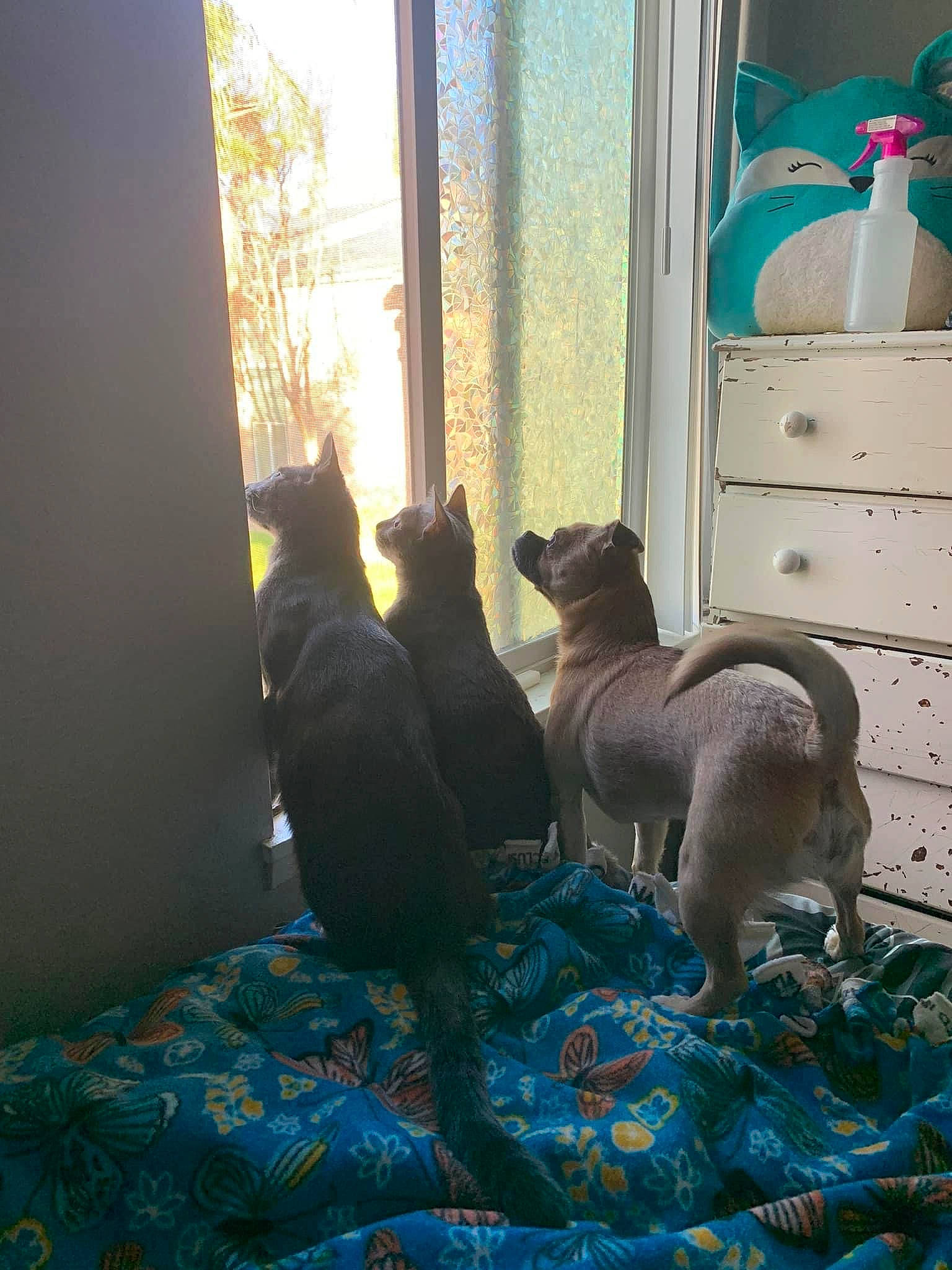 Luna joined the competition — help win amazing prizes! azure, blue, cabinetry, carnivore, cat, comfort, curtain, dog_breed, drawer, fawn, felidae, flooring, grey, room, small_to_medium_sized_cats, tail, tints_and_shades, whiskers, window, wood