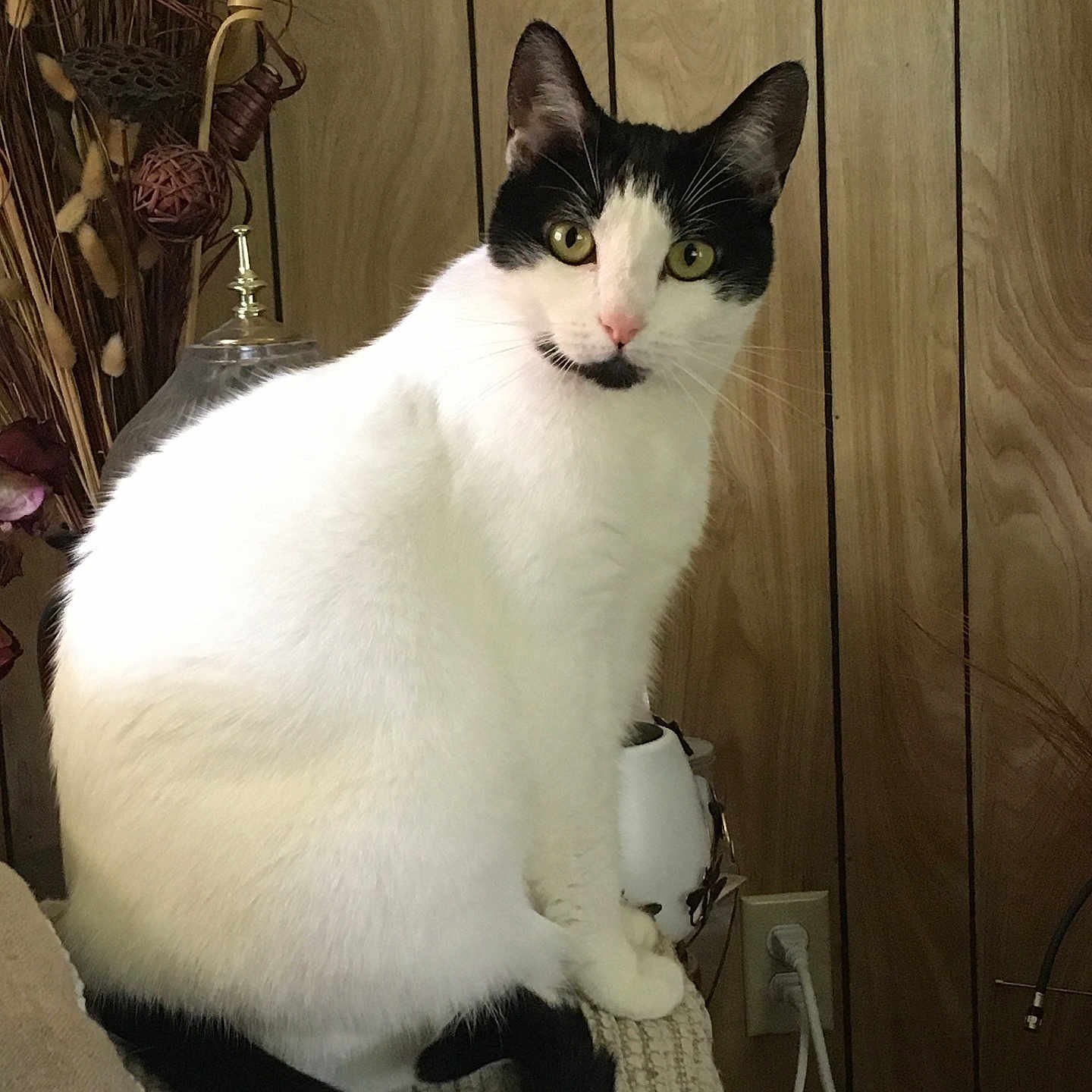 Mia joined the competition — help win amazing prizes! cat, black_and_white, sitting, indoor, wood_panel_wall, plant, decor, curious, pet, feline, tail, whiskers, fur, yellow_eyes, domestic, household, texture, close_up, animal, resting