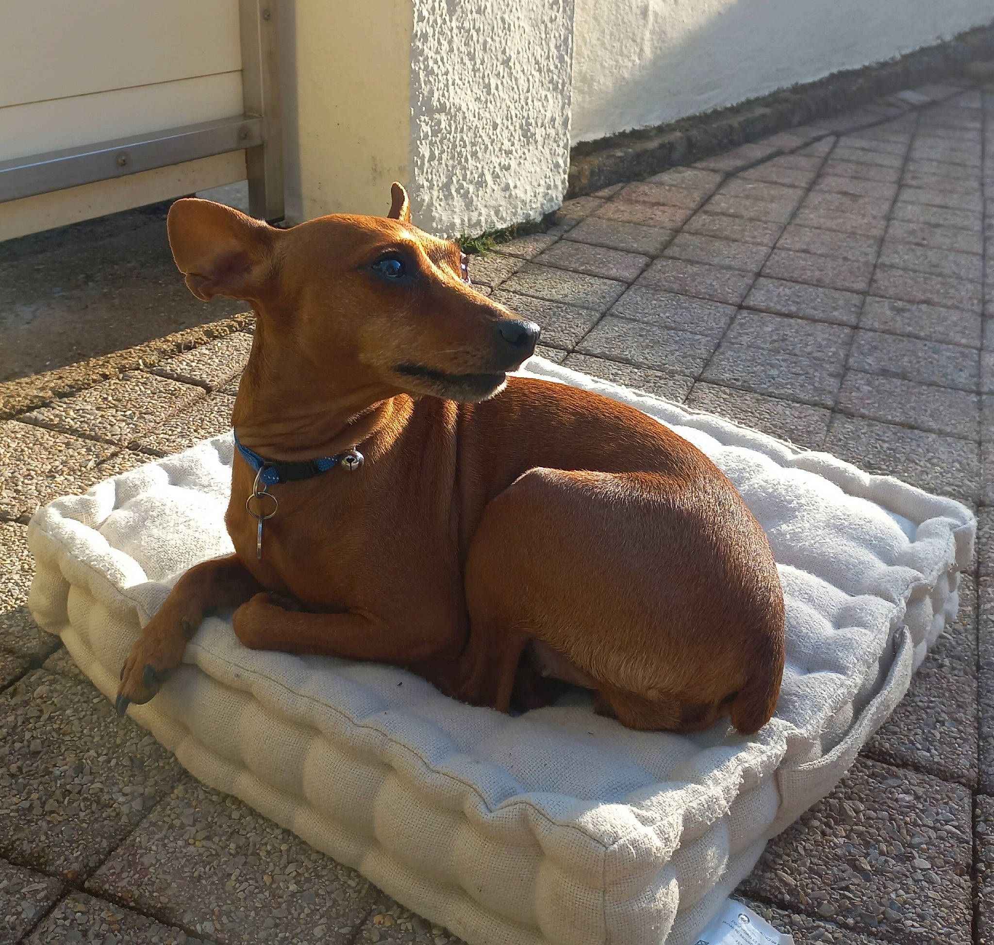 Violette a rejoint le concours — aidez-le/la à gagner de superbes lots ! canidae, carnivore, comfort, companion_dog, dog, dog_bed, dog_breed, dog_supply, fawn, flooring, liver, non_sporting_group, pet_supply, snout, sporting_group, tail, terrestrial_animal, wood, working_animal