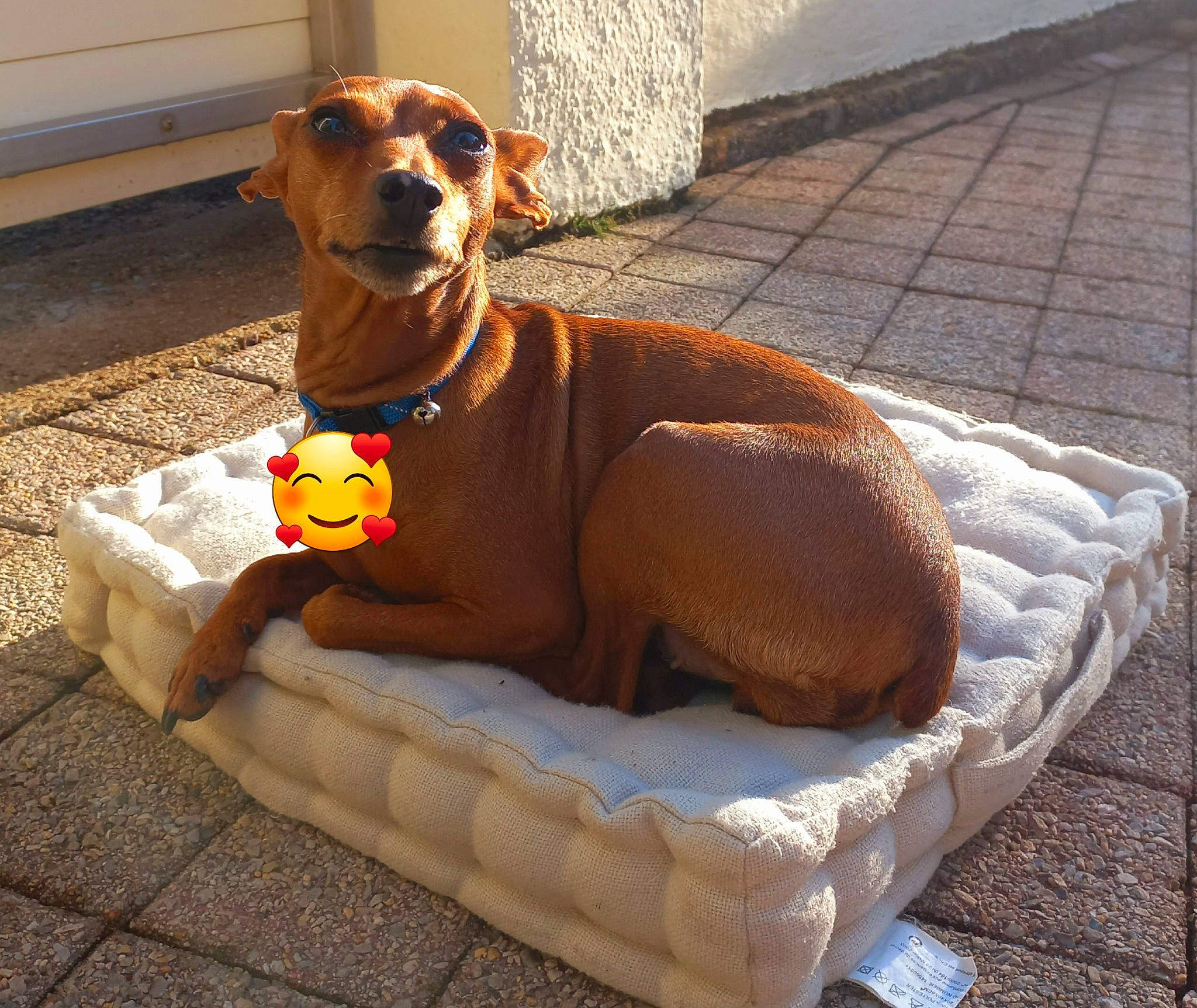 Violette a rejoint le concours — aidez-le/la à gagner de superbes lots ! ancient_dog_breeds, canidae, carnivore, collar, comfort, companion_dog, dog, dog_breed, dog_collar, dog_supply, fawn, flooring, hound, liver, outdoor_furniture, pet_supply, sporting_group, tail, wood, working_animal