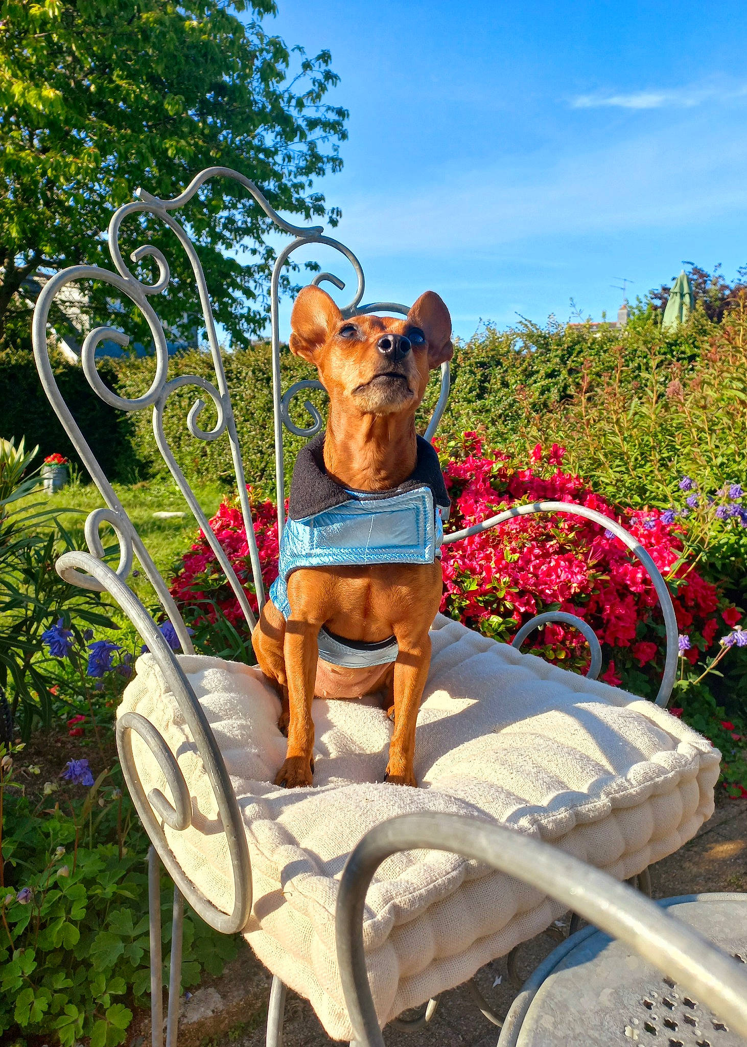 Violette a rejoint le concours — aidez-le/la à gagner de superbes lots ! azure, carnivore, chair, cloud, dog, fawn, grass, landscape, leisure, outdoor_furniture, outdoor_table, plant, recreation, shrub, sky, sporting_group, table, tree, wood, working_animal