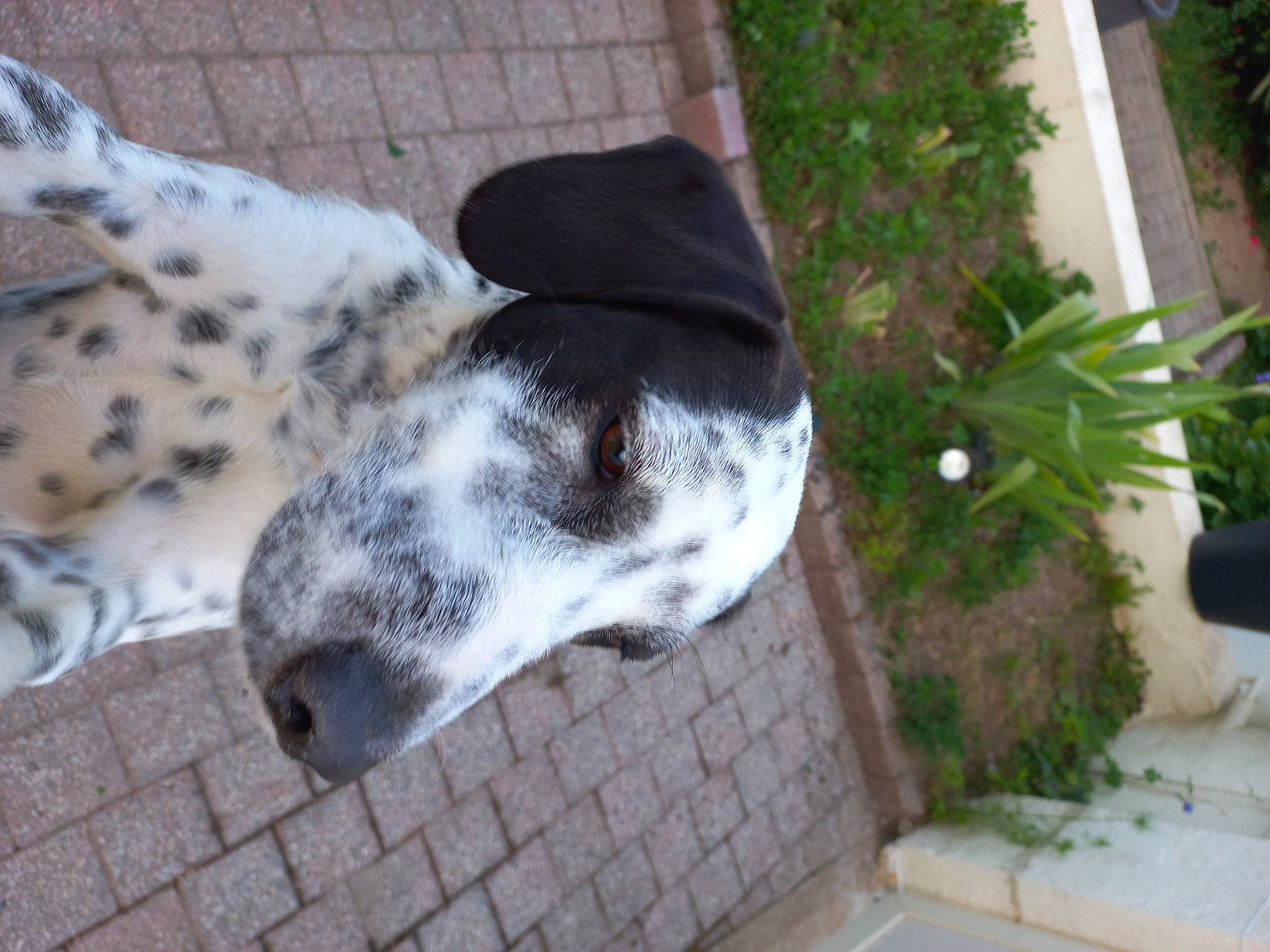 Julius participe au concours pour gagner de l'argent avec cette photo : annual_plant, carnivore, companion_dog, dog, dog_breed, dog_supply, flowerpot, fur, herb, houseplant, non_sporting_group, plant, sporting_group, tail, terrestrial_animal, vertebrate, whiskers, working_animal