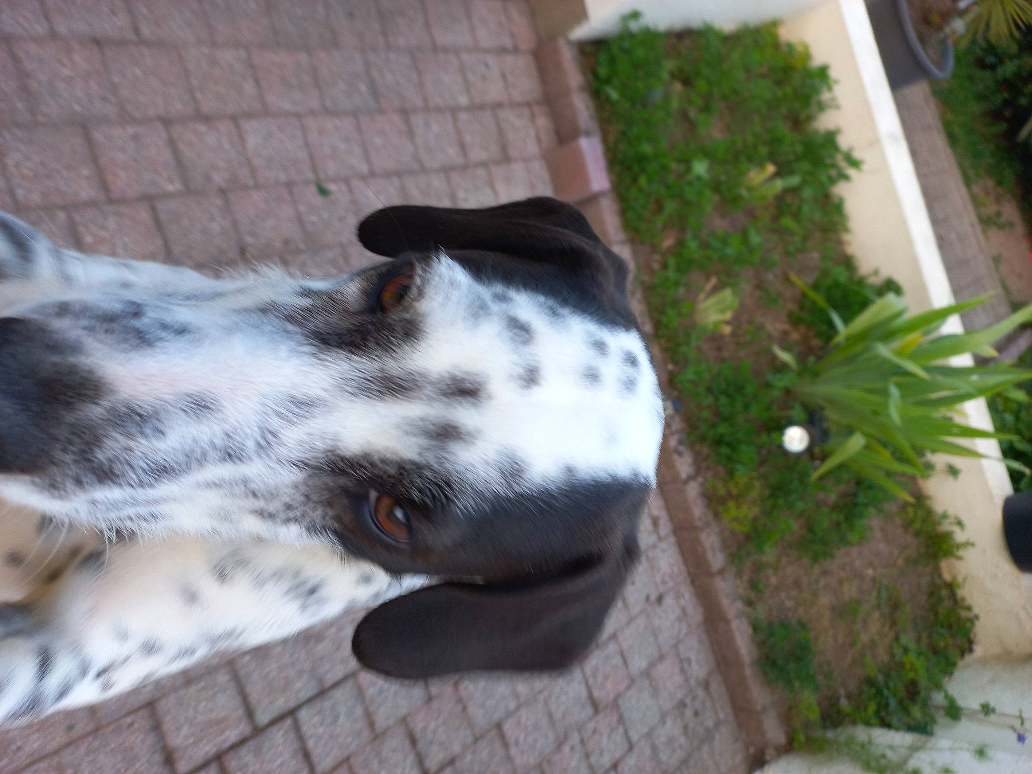 Julius a rejoint le concours — aidez-le/la à gagner de superbes lots ! carnivore, companion_dog, dalmatian, dog, dog_breed, flooring, flower_arranging, flowerpot, foot, fur, grass, herb, houseplant, non_sporting_group, plant, snout, terrestrial_animal, whiskers, working_animal, working_dog