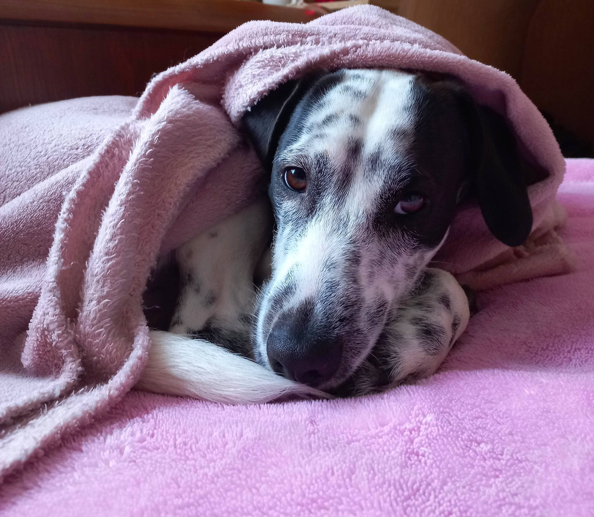 Julius participe au concours pour gagner de l'argent avec cette photo : carnivore, comfort, companion_dog, dog, dog_breed, fawn, fur, grey, linens, non_sporting_group, paw, snout, sporting_group, terrestrial_animal, whiskers, working_animal