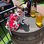 dog, chihuahua, dress, bow, barrel, table, glass, beer, bottle, outdoor, sunlight, people, brick, fence, grass, casual, summer, pet, small_dog, animal