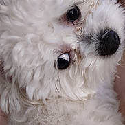 Rascal is registered to the contest to win money with this photo: adorable, animal, close_up, companion, curly_fur, cute, dog, domestic_animal, eyes, face, fluffy, fur, indoors, mammal, nose, pet, portrait, snout, soft, white