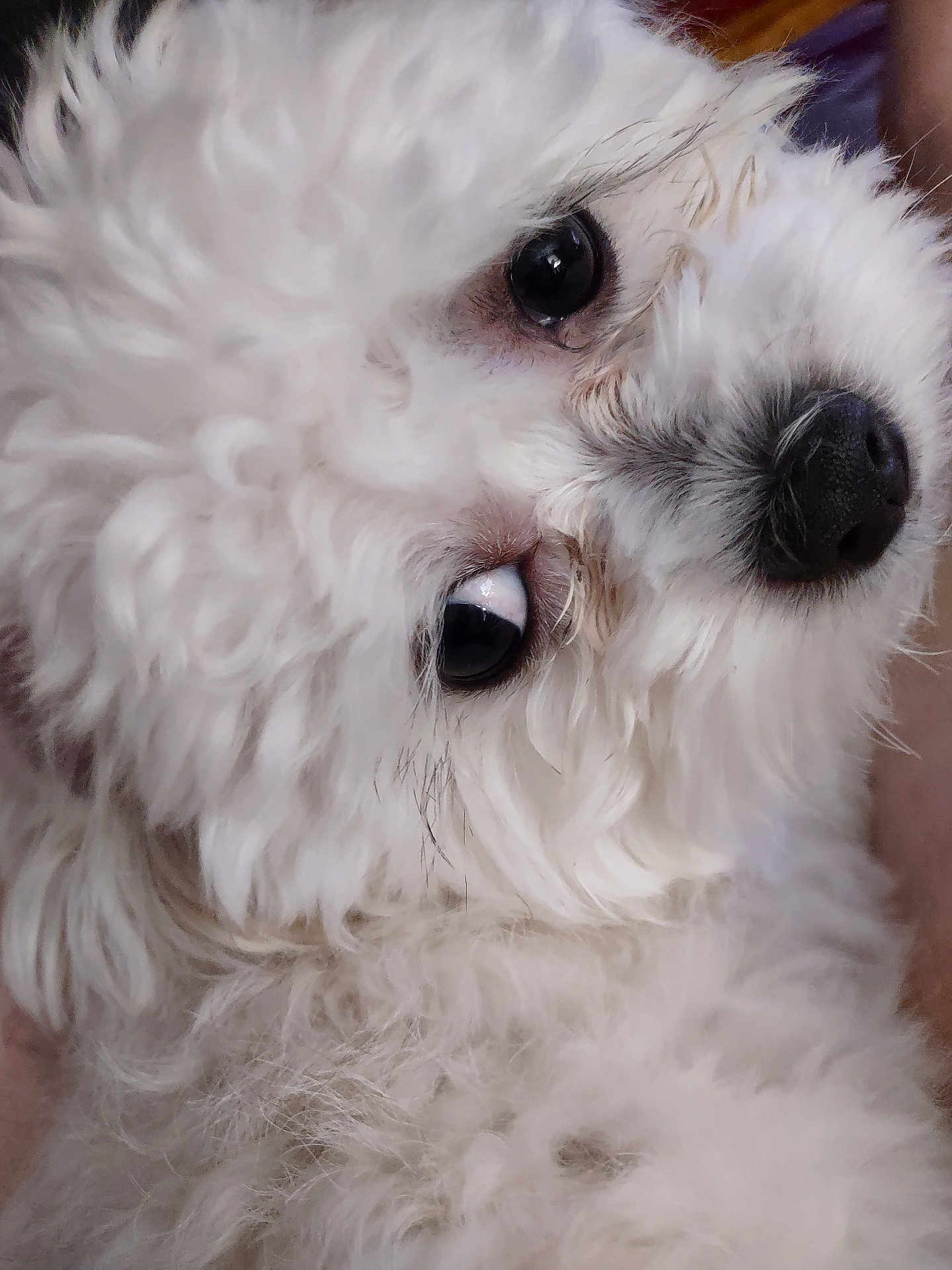Rascal is registered to the contest to win money with this photo: adorable, animal, close_up, companion, curly_fur, cute, dog, domestic_animal, eyes, face, fluffy, fur, indoors, mammal, nose, pet, portrait, snout, soft, white