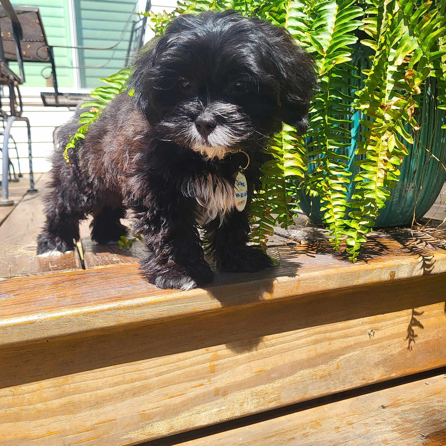 Bowie is registered to the contest to win money with this photo: affenpinscher, animal, bee, canine, dog, herbal, herbs, honeybee, insect, jar, leaf, pet, plant, planter, pottedplant, pottery, puppy, vase, vegetation, wood