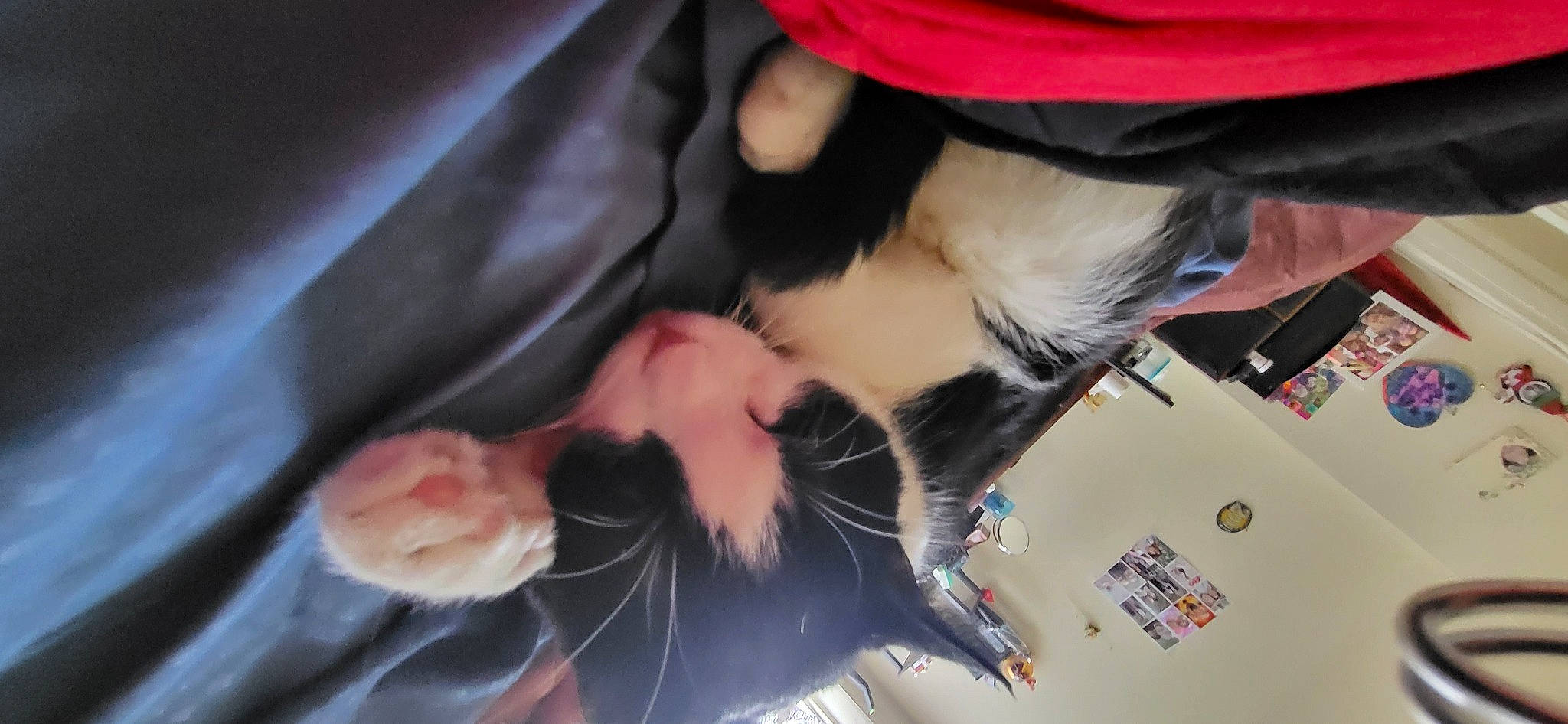 Piper is registered to the contest to win money with this photo: black_hair, carnivore, companion_dog, dog_breed, dress, elbow, eyelash, fawn, felidae, fur, gesture, jaw, nail, small_to_medium_sized_cats, snout, sunglasses, tail, tree, whiskers, wrist