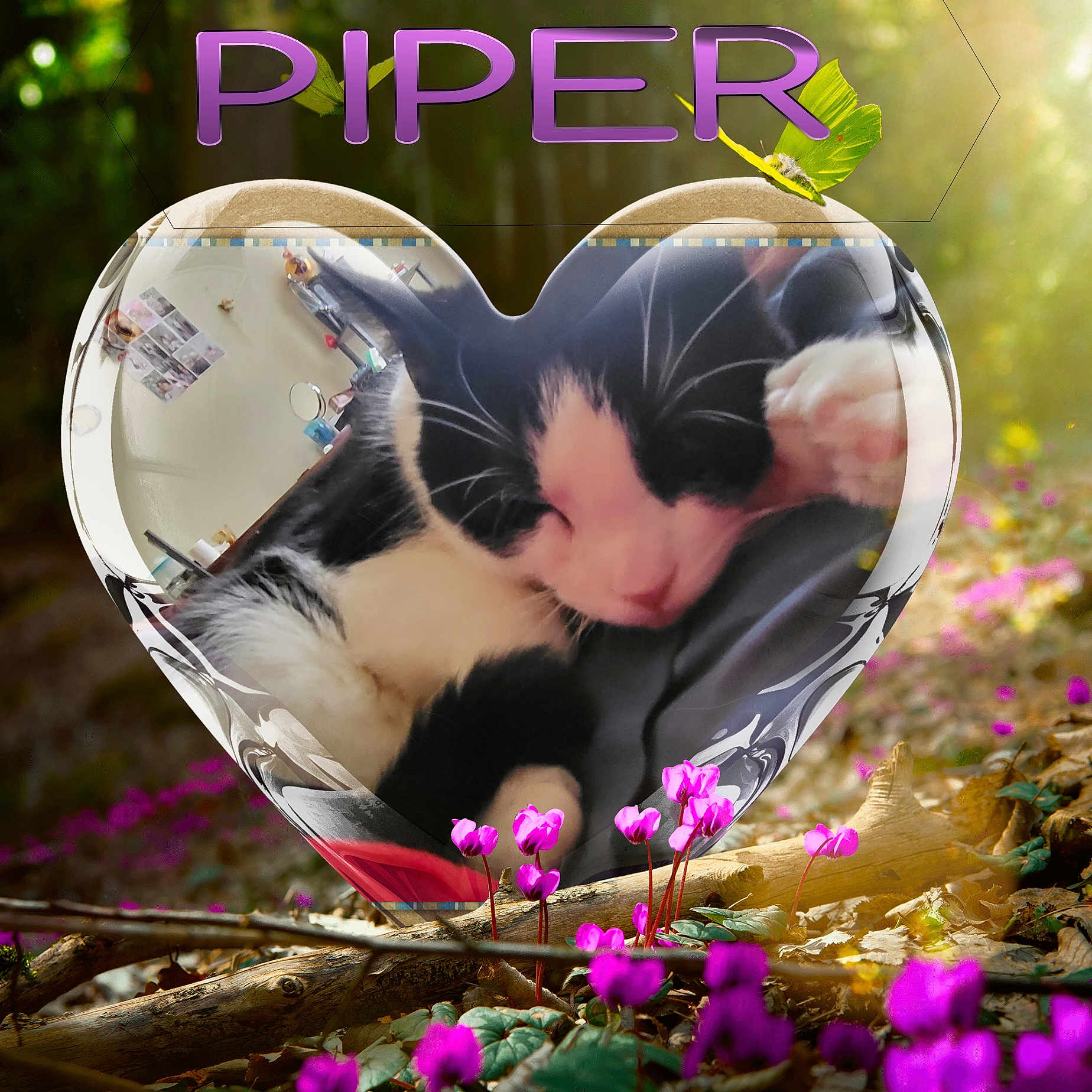 Piper