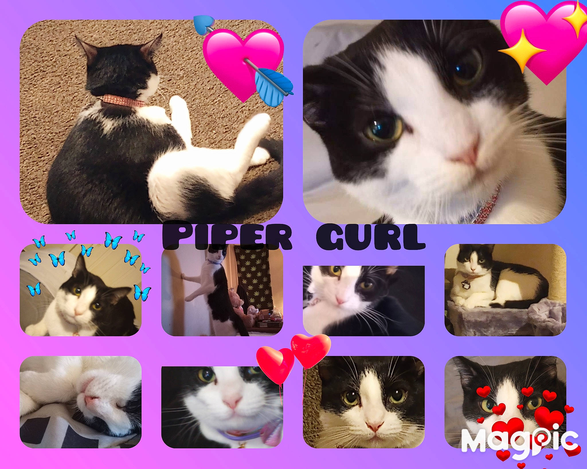 Piper is registered to the contest to win money with this photo: art, carnivore, cat, collage, facial_expression, felidae, font, fur, gesture, mammal, organism, photograph, pink, small_to_medium_sized_cats, snapshot, snout, vertebrate, violet, whiskers, white