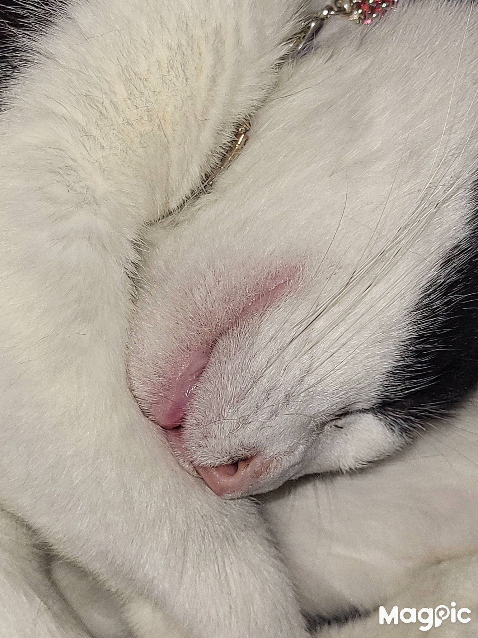 Piper is registered to the contest to win money with this photo: carnivore, cat, claw, comfort, domestic_short_haired_cat, eyelash, felidae, fur, nap, paw, sleep, small_to_medium_sized_cats, snout, tail, terrestrial_animal, whiskers, wrinkle