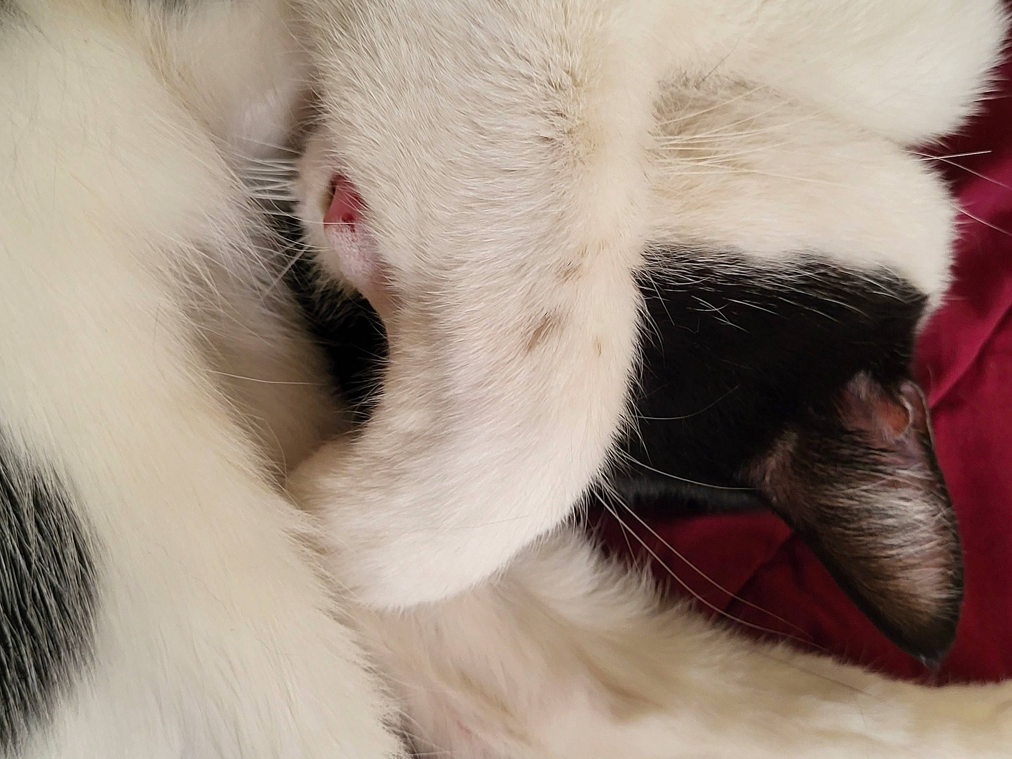 Piper is registered to the contest to win money with this photo: balinese, carnivore, cat, claw, close_up, comfort, ear, felidae, foot, fur, nap, nose, paw, sleep, small_to_medium_sized_cats, snout, tail, terrestrial_animal, thai, whiskers