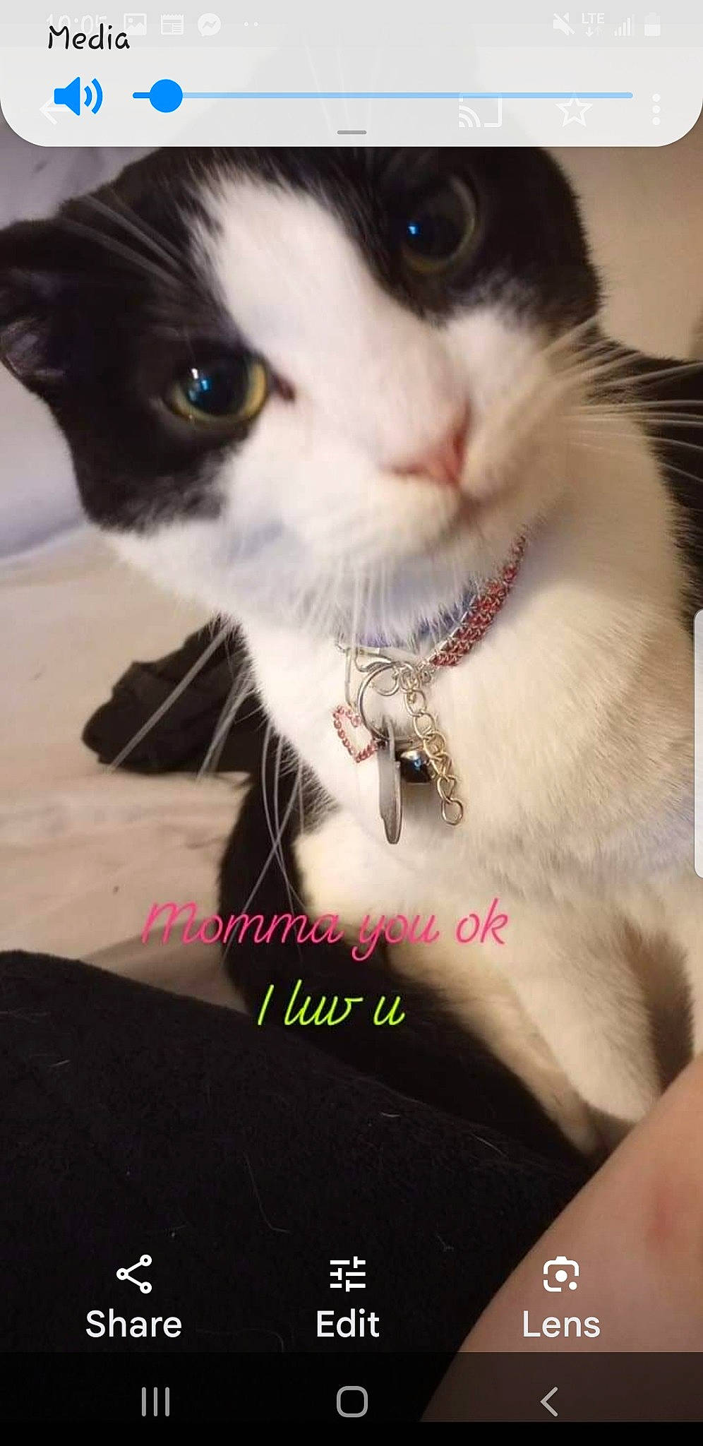 Piper is registered to the contest to win money with this photo: carnivore, cat, collar, domestic_short_haired_cat, eyelash, fashion_accessory, felidae, formal_wear, fur, happy, paw, pet_supply, photo_caption, photography, small_to_medium_sized_cats, snout, whiskers