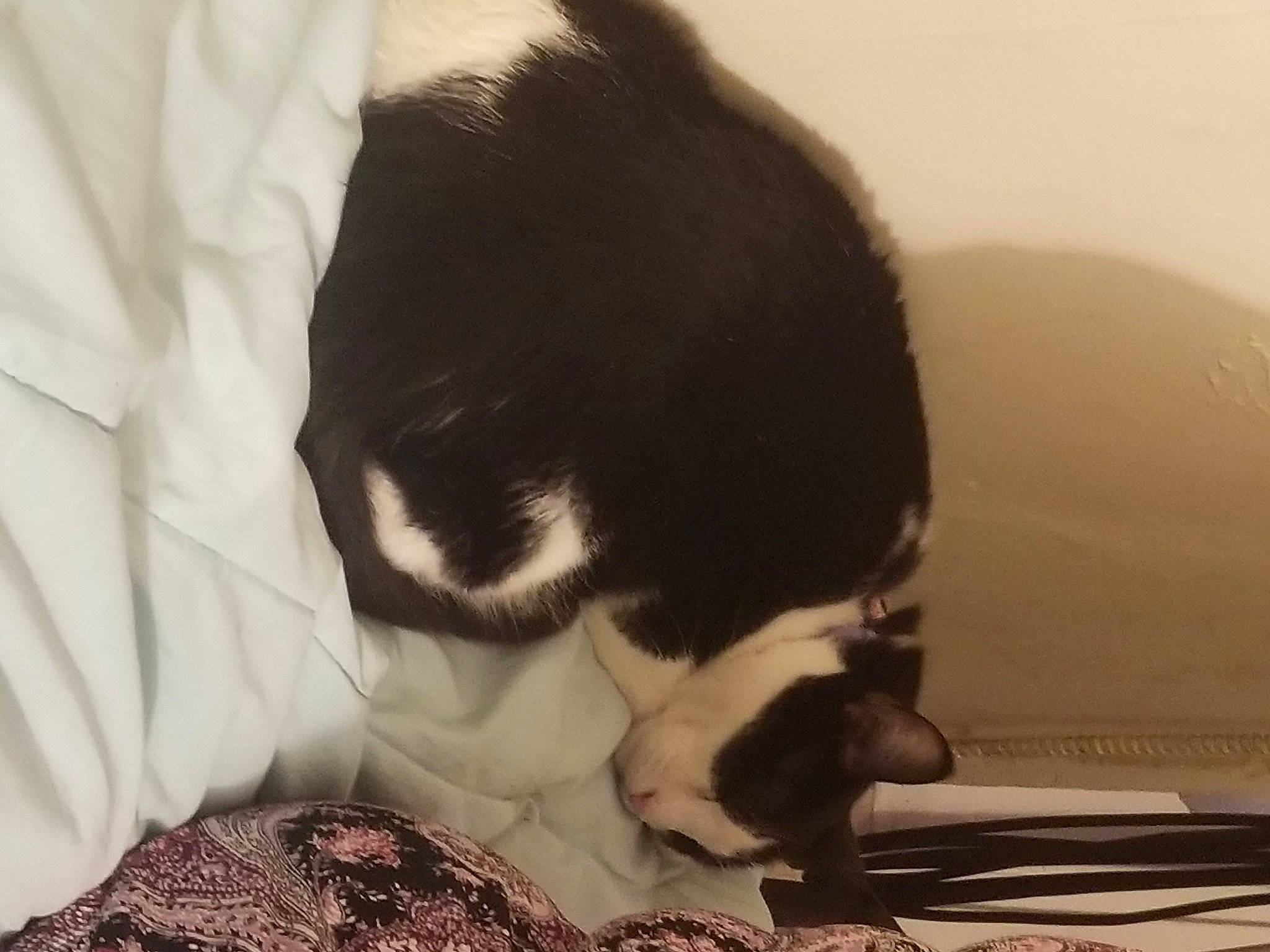 Piper joined the competition — help win amazing prizes! canidae, carnivore, cat, comfort, companion_dog, dog_breed, domestic_short_haired_cat, felidae, fur, linens, monochrome, monochrome_photography, nap, paw, small_to_medium_sized_cats, snout, sporting_group, tail, terrestrial_animal, whiskers