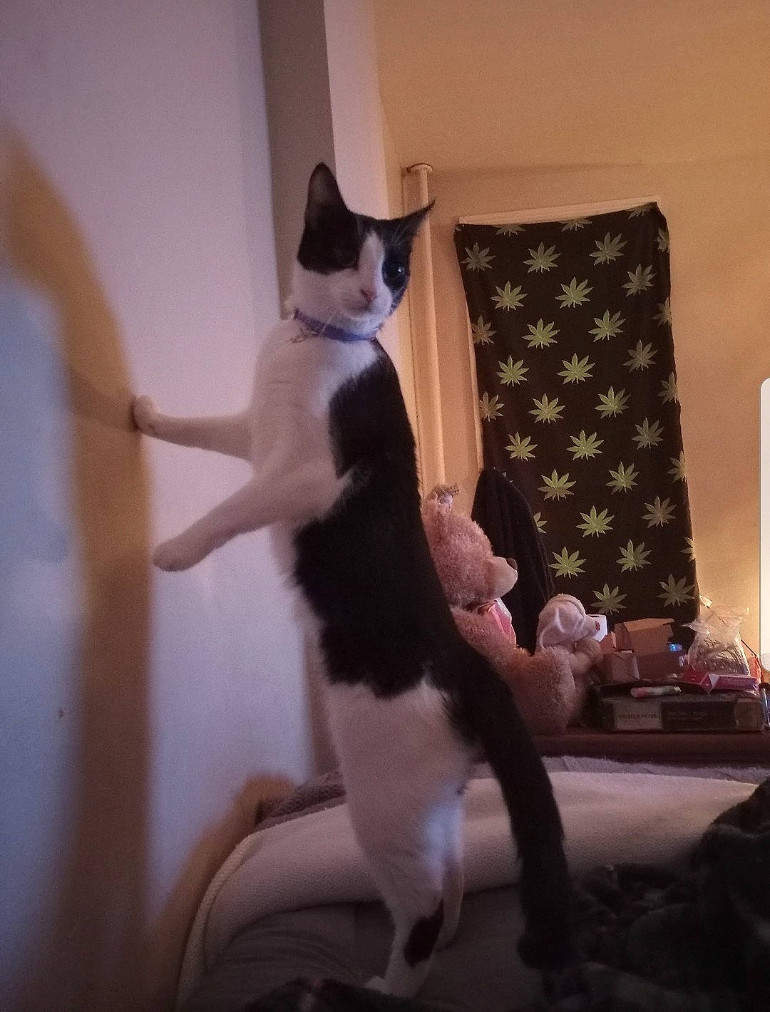 Piper is registered to the contest to win money with this photo: canidae, carnivore, cat, comfort, domestic_short_haired_cat, event, fawn, felidae, flooring, formal_wear, fur, human_leg, linens, room, sitting, small_to_medium_sized_cats, tail, textile, whiskers, wood