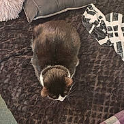 Piper Pie joined the competition — help win amazing prizes! animal, back, blanket, bodypart, cat, clothing, couch, cushion, footwear, furniture, homedecor, kitten, linen, manx, person, pet, pillow, quilt, rug, shoe