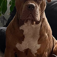 Kiba participe au concours pour gagner de l'argent avec cette photo : dog, brown_dog, white_chest, pet, indoor, plant, sofa, blanket, wallpaper, canine, sitting, portrait, furniture, houseplant, fur, ears, expression, domestic_animal, companion, relaxed