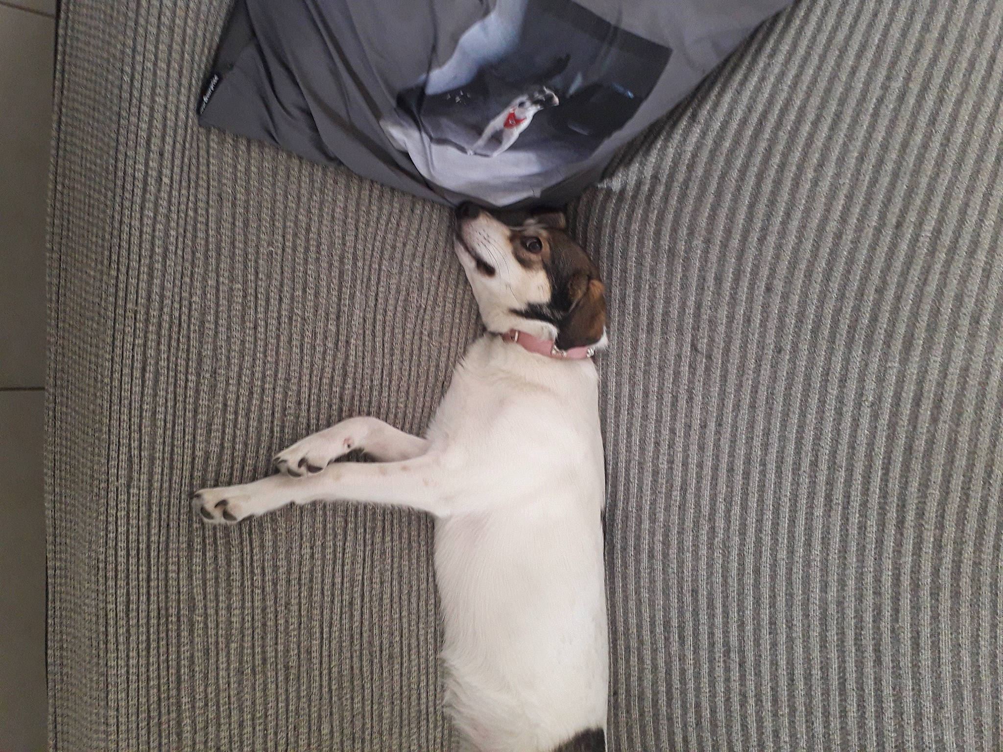 Louna participe au concours pour gagner de l'argent avec cette photo : canidae, carnivore, collar, comfort, companion_dog, dog, dog_breed, dress_shirt, fawn, formal_wear, fur, grey, linens, outerwear, sleeve, snout, sporting_group, tail, textile, white