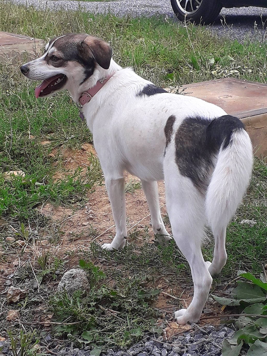 Louna participe au concours pour gagner de l'argent avec cette photo : automotive_tire, carnivore, collar, companion_dog, dog, dog_breed, dog_collar, fender, grass, hubcap, mammal, plant, tail, tire, tire_care, tread, vehicle_registration_plate, vertebrate, wheel, working_animal