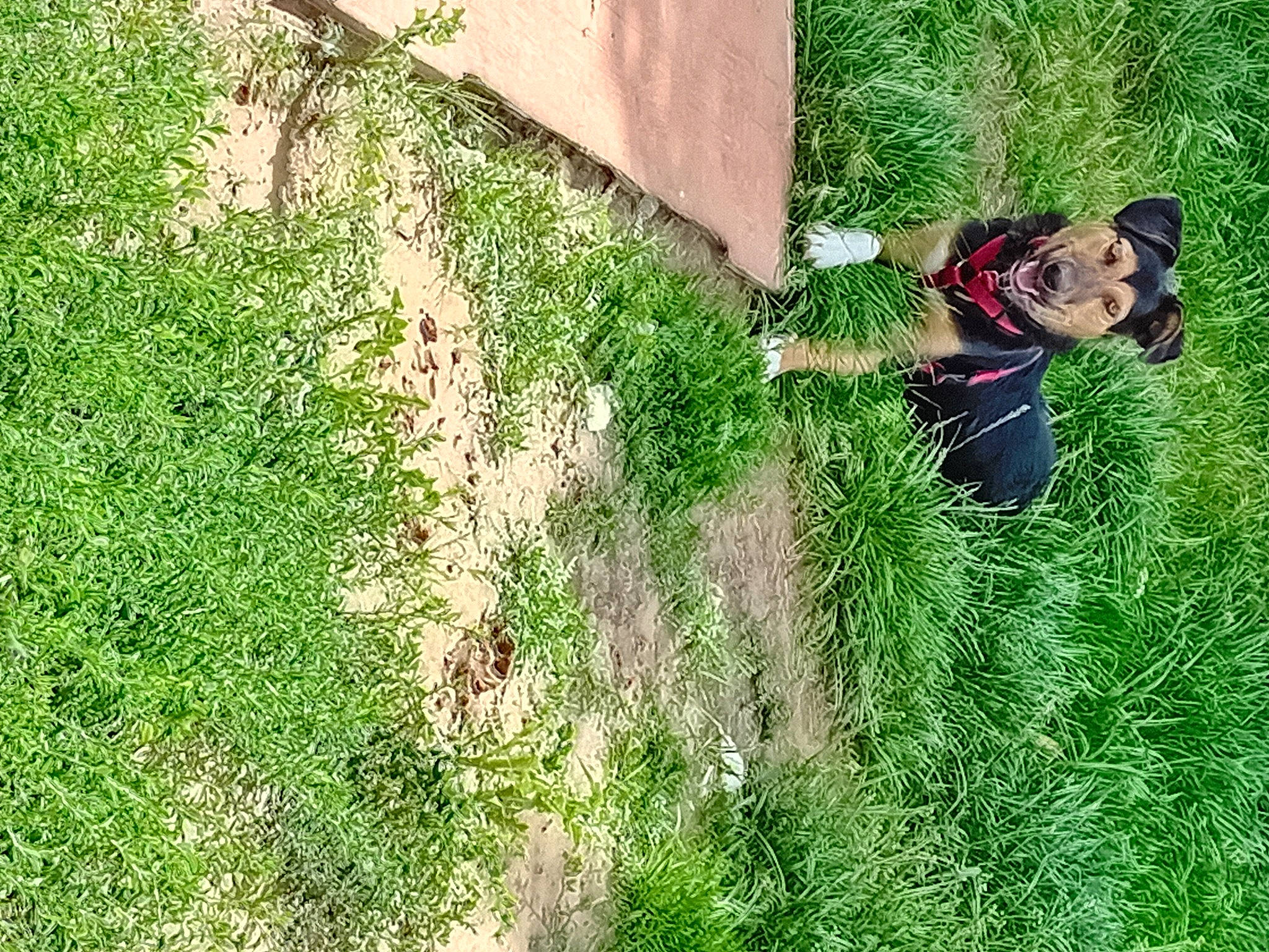 Spike participe au concours pour gagner de l'argent avec cette photo : canidae, carnivore, companion_dog, dog, dog_breed, garden, grass, grass_family, grassland, groundcover, hedge, landscape, lawn, people_in_nature, plant, shadow, shrub, soil, sporting_group, working_animal