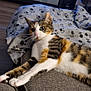 Stella a rejoint le concours — aidez-le/la à gagner de superbes lots ! alert, animal, blanket, calico, cat, cat_tree, couch, cozy, curious, feline, fur, furniture, household, indoor, living_room, paw_print_pattern, pet, relaxed, stretching, whiskers