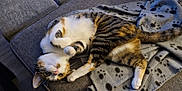 Stella a rejoint le concours — aidez-le/la à gagner de superbes lots ! animal, blanket, cat, couch, cozy, cute, domestic, feline, fur, indoor, lying_down, paw_prints, paws, pet, pink_nose, playful, relaxed, striped, tabby, whiskers