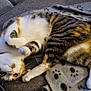animal, blanket, cat, couch, cozy, cute, domestic, feline, fur, indoor, lying_down, paw_prints, paws, pet, pink_nose, playful, relaxed, striped, tabby, whiskers