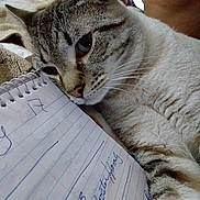 Chaos joined the competition — help win amazing prizes! animal, bedroom, blanket, cat, closeup, companion, cute, domestic_animal, feline, fur, handwriting, indoor, notebook, paw, pet, relaxed, resting, striped, whiskers, writing