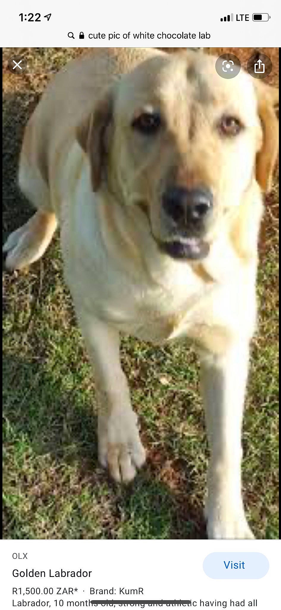 Bella is registered to the contest to win money with this photo: beagador, black_mouth_cur, canidae, carnivore, companion_dog, dog, dog_breed, fawn, golden_retriever, hunting_dog, labrador_retriever, mammal, mountain_cur, pointing_breed, puppy, retriever, sporting_group, vertebrate