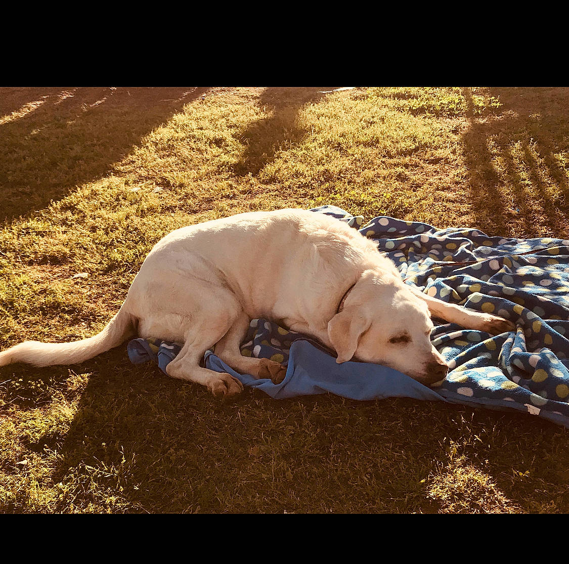 Bella is registered to the contest to win money with this photo: canidae, carnivore, dog, dog_breed, dogo_argentino, dogo_guatemalteco, fawn, guard_dog, mammal, non_sporting_group, sporting_group, tail