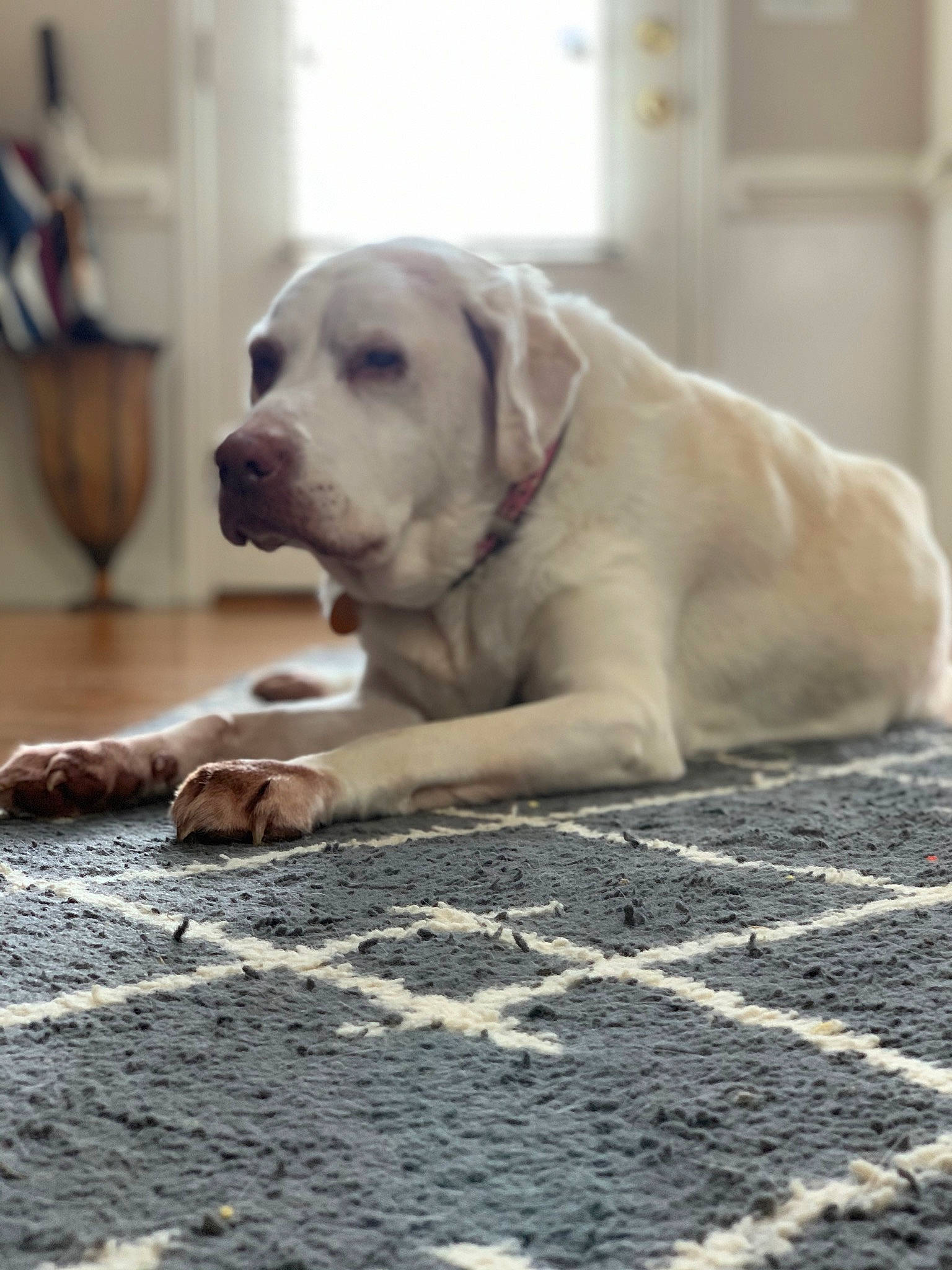 Bella is registered to the contest to win money with this photo: canidae, carnivore, companion_dog, dog, dog_breed, fawn, golden_retriever, labrador_retriever, mammal, puppy, retriever, snout, sporting_group