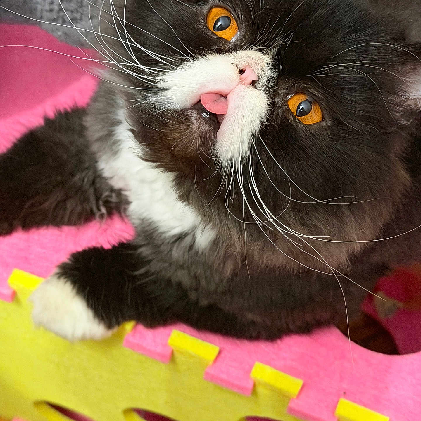Wilford joined the competition — help win amazing prizes! animal, black_and_white, blep, cat, close_up, cute, expression, fluffy, foam_mat, fur, indoor, mammal, orange_eyes, pet, pink, playful, relaxed, tongue_out, whiskers, yellow