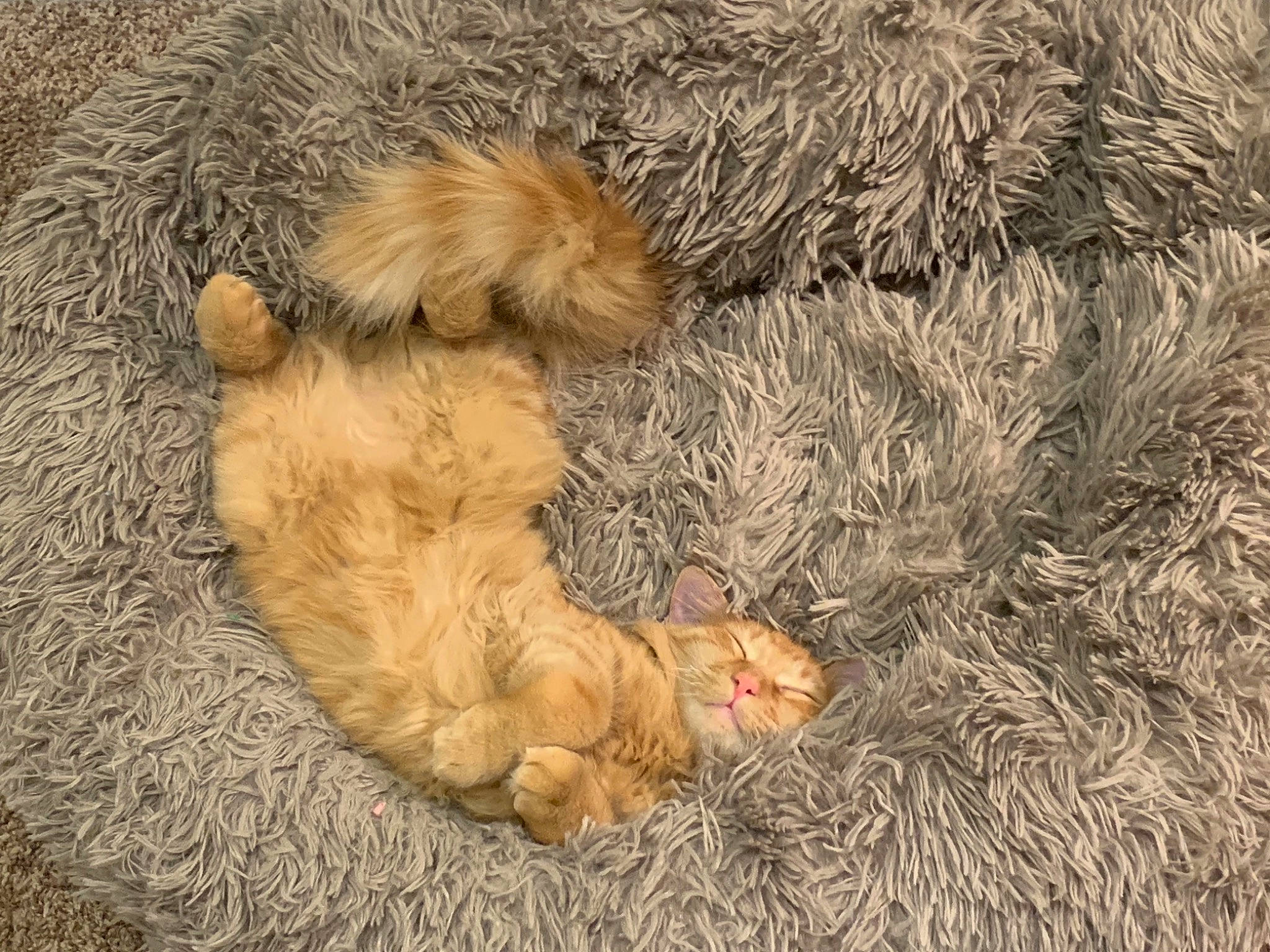 Archie joined the competition — help win amazing prizes! canidae, carnivore, cat, claw, companion_dog, conifer, dog_breed, fawn, felidae, fur, grass, paw, small_to_medium_sized_cats, sporting_group, tail, terrestrial_animal, toy, toy_dog, whiskers, wildlife