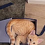 box, carpet, cat, close_up, curious, cute, ears, hardwood_floor, indoor, kitten, looking_at_camera, orange_tabby, paper_bag, pet, portrait, striped_fur, tabby, tail, whiskers, wide_eyes