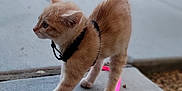 Fiona joined the competition — help win amazing prizes! blurred_background, bokeh, cat, concrete, cute, domestic_cat, fur, harness, kitten, leash, outdoor, paws, pet, pink_leash, profile, shallow_depth_of_field, sidewalk, walking, whiskers, young