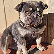 Hennessy joined the competition — help win amazing prizes! bulldog, dog, pet, animal, portrait, sunlight, outdoor, collar, brown, gray, shadow, floor, wall, sitting, expression, paw, fur, canine, companion, closeup